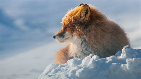 Download Wallpaper 1920x1080 Winter, fox, snow Full HD Background