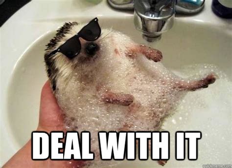 Deal With it Hedgehog memes | quickmeme