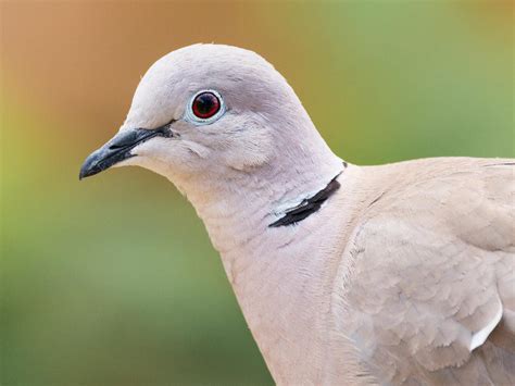 Eurasian Collared Dove Bird Facts (Streptopelia decaocto) | Bird Fact