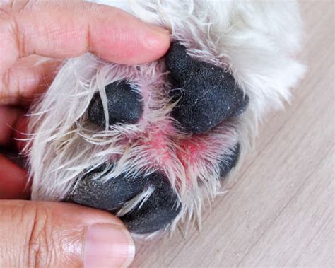 Interdigital 'Cysts' (Pododermatitis) The Skin Vet, 52% OFF