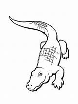Free Printable Alligator Coloring Pages For Kids sketch template