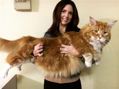 Omar, perhaps world's longest cat, finds internet fame - BBC News