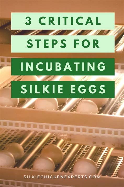 Not sure how to successfully incubate and hatch silkie chicken eggs? Don't worry! In this ...