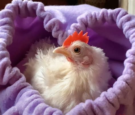 a small white chicken in a purple blanket