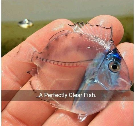 A perfectly clear fish. | Fish pet, Fish, Perfectly clear