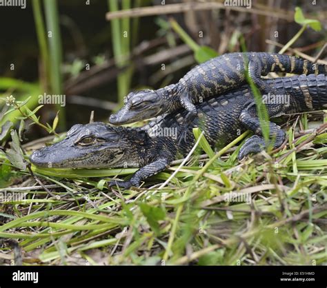 Baby alligators hi-res stock photography and images - Alamy