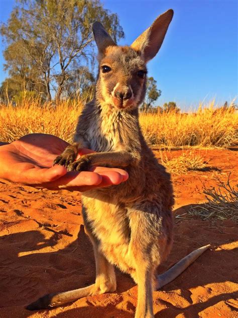 Australia’s cutest kangaroos | escape.com.au