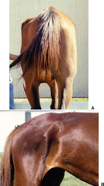 Equine Protozoal Myeloencephalitis | Veterian Key