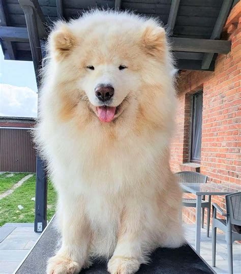 Samoyed Colors: Are There Other Shades Aside From White?