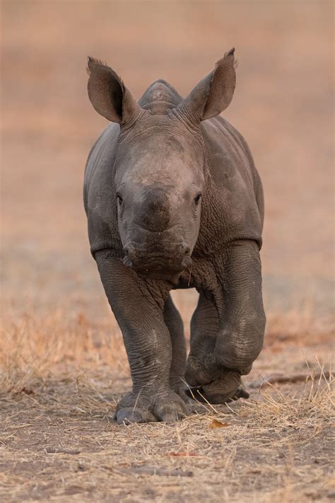 Animals That Look Like Rhinos