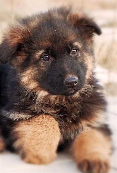 German Shepherd Puppy Wallpaper Hd - Pets Lovers