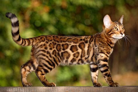 Bengal Cat Breed Information & Characteristics | Daily Paws