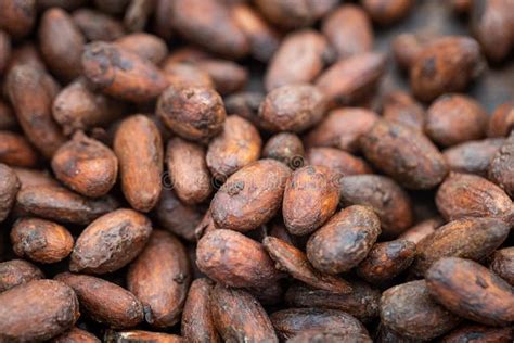 Cocoa Seeds Drying on an Organic Plantation Stock Photo - Image of food, ingredient: 244431730