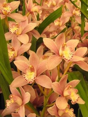 Orchid Care |Cymbidium Orchid Care(VIDEO) #Flowers #GardenFlowers | Cymbidium orchids, Cymbidium ...