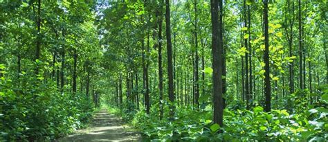 Pohon Jati - Habitat, Sebaran, Manfaat Kayu dan Budidaya