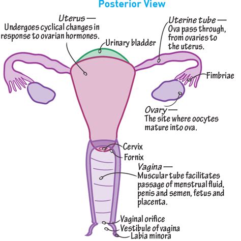 Gross Anatomy Glossary: Female Reproductive Tract (Anatomy) | Draw It ...