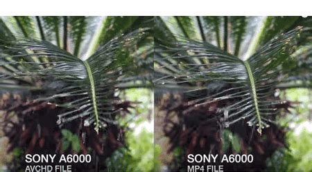 AVCHD VS MP4 – Which One is the Better Output Option for Sony and ...