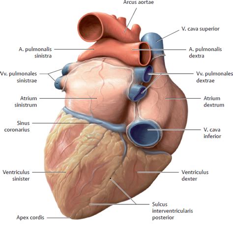 Au! 18+ Sannheter du Ikke Visste om Annulus Fibrosus Hjerte? 2 ...