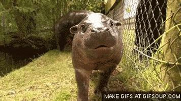 Pygmy Hippo GIFs - Find & Share on GIPHY