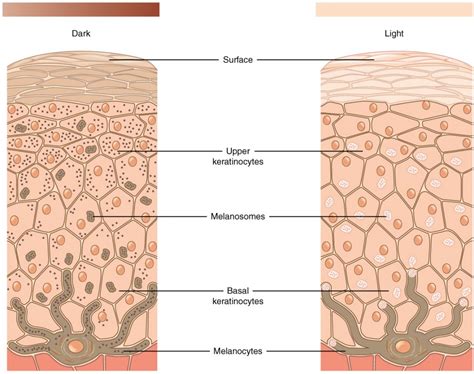 14.2 Basic Integumentary Concepts – Nursing Skills – 2e