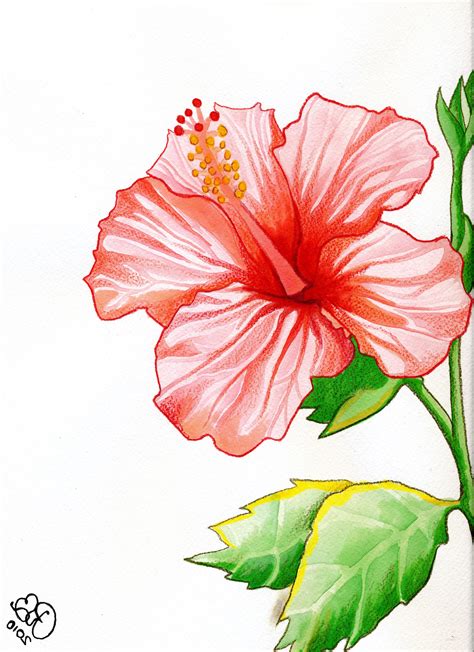 Simple Hibiscus Flower Drawing Color