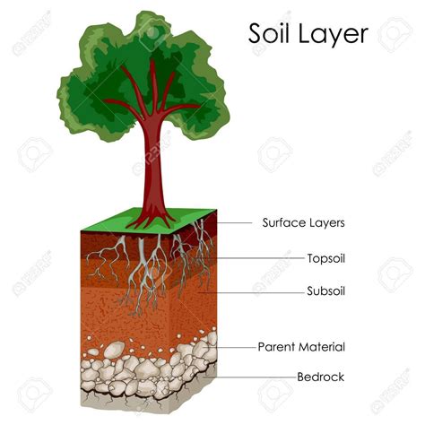 with the help of diagram describe the different layers of soil profile of class 8 - Brainly.in