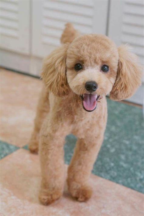 Discover the Charm of the Best White Toy Poodles: Your Ultimate Guide ...