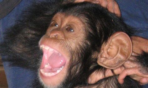 How chimpanzees are just like humans: They laugh at jokes to bond even if they are not funny ...