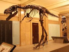 Alectrosaurus Skeletal, Avian, Present Day, Extinction, Natural History, Predator