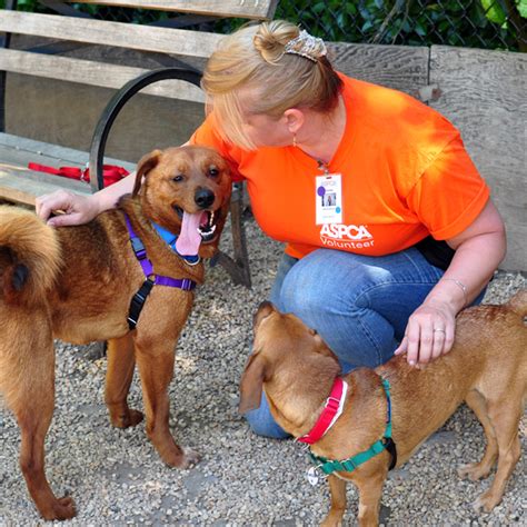 What It Takes to Be a Volunteer at a Dog Shelter – Dogster