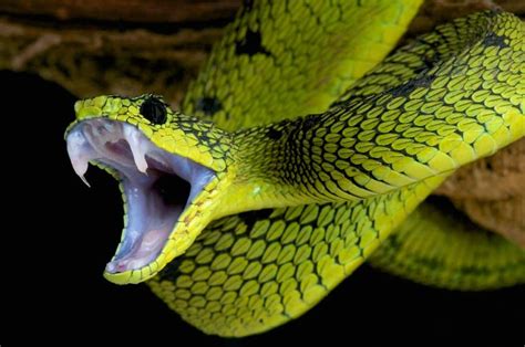 Top 5 Worlds Deadliest Snakes (With Info) » Petsoid