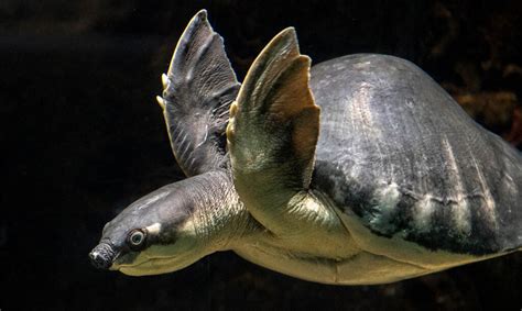 Fly River Turtle | Los Angeles Zoo and Botanical Gardens (LA Zoo)