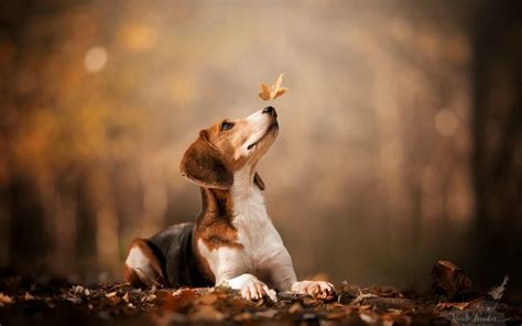 Adorable Beagle in Autumn Forest