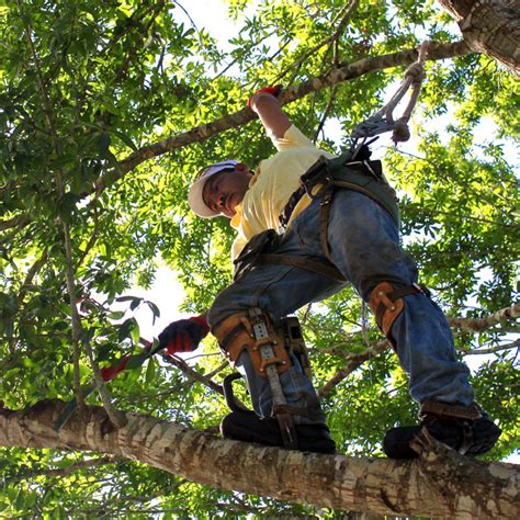 Tree Trimming - Tree Trimmers USA