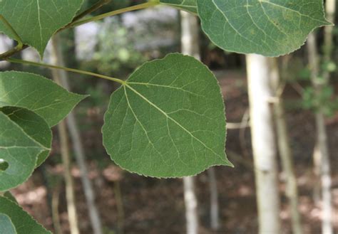 quaking-aspen-leaves-4 | EarthSky