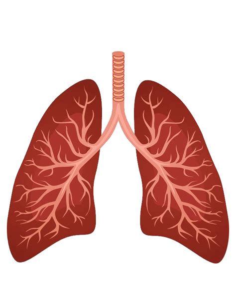 Lungs Png - vrogue.co