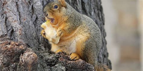 You're Not Nuts, Squirrels Are Extra Fat This Year - The Dodo