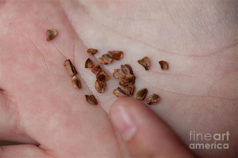 Redwood Tree Seeds Photograph by Quincy Russell, Mona Lisa Production/science Photo Library