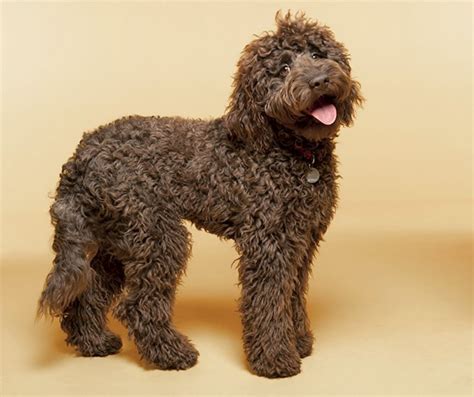 Labradoodle vs Cavapoo - Breed Comparison | MyDogBreeds