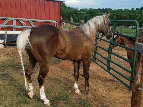 The Palomino Horse Breeds: History, Origin & Cost (2020)