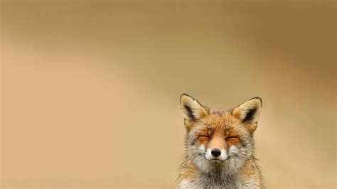 🔥 [40+] Cartoon Fox Wallpapers | WallpaperSafari