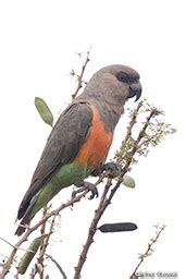 Red-bellied Parrot Poicephalus rufiventris African Orange-bellied Parrot - some photos and notes