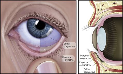 CLEAR - Anatomy and physiology of the anterior eye - Contact Lens and Anterior Eye