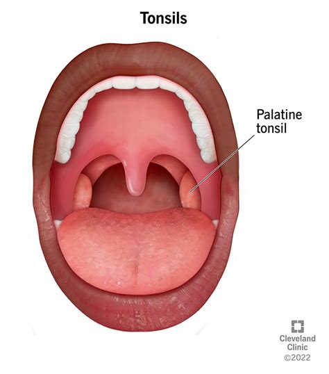 Healthy Tonsils