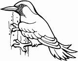 Woodpecker coloring page  Animals Town Free color Sheet sketch template