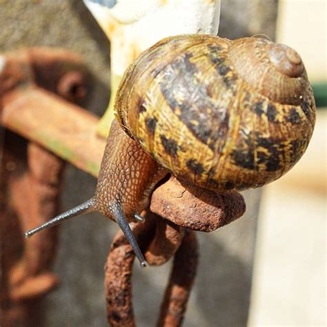 Caracol bajando - Snail going down | Patricio Rivas | Flickr