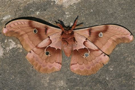 Ventral view of a male Antheraea polyphemus photographed by Kristoff & Yulia in Willington ...