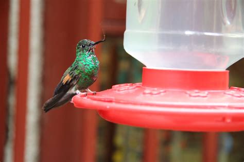 Hummingbird Sanctuary Costa Rica Free Stock Photo - Public Domain Pictures