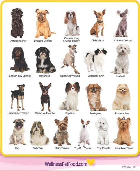 Pin on DOGS | Dog breeds medium, Dog breeds list, Cute small dogs