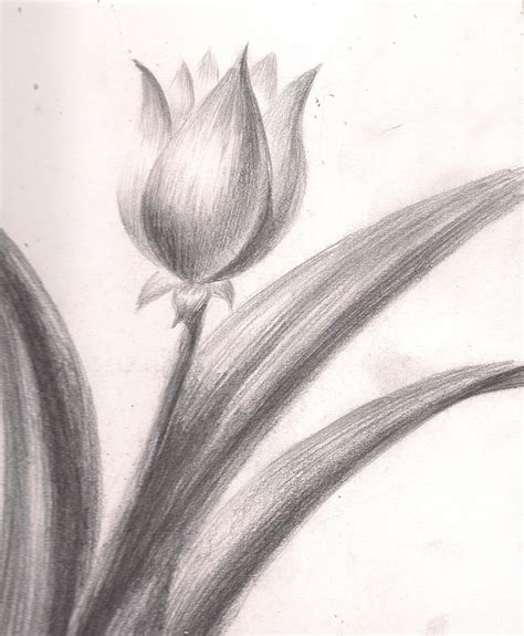 Flower sketch- Tulip by drakanovia on DeviantArt